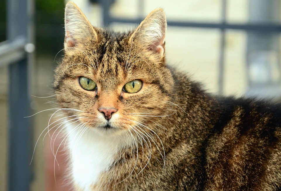 Animal cat domestic cat