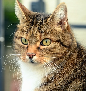 Animal cat domestic cat photo