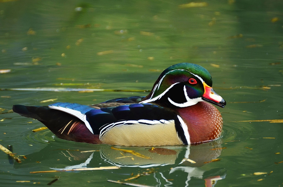 Aquatic Bird beak beautiful photo