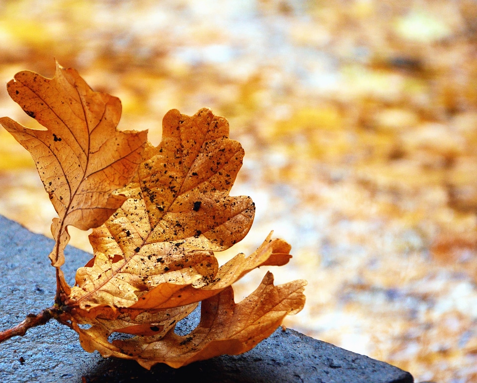 Autumn autumn season concrete
