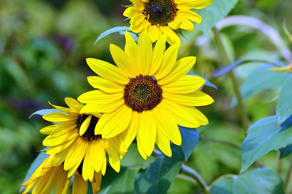 Beautiful Photo flower flowering