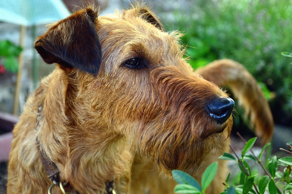 Animal beautiful photo dog
