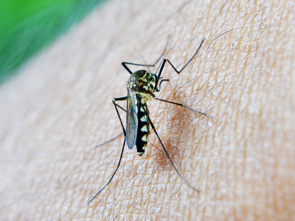 Malaria sri lanka mawanella