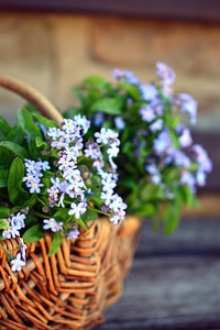 Basket flower leaf