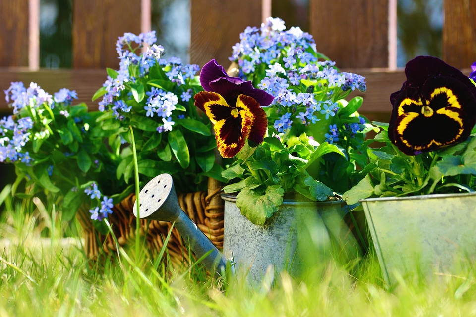 Backyard fence flower photo