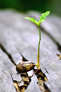 Kernel leaf nature