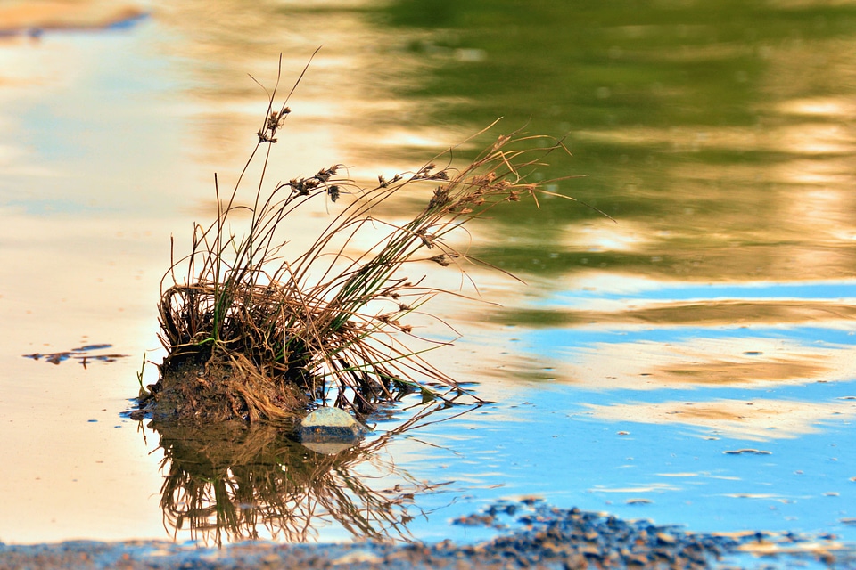 Grass lake plant