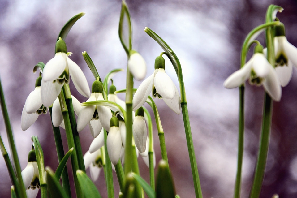 Beautiful Flowers flower flowers