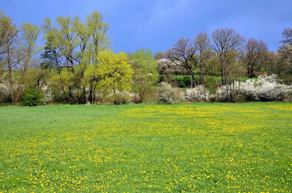 Dandelion landscape meadow