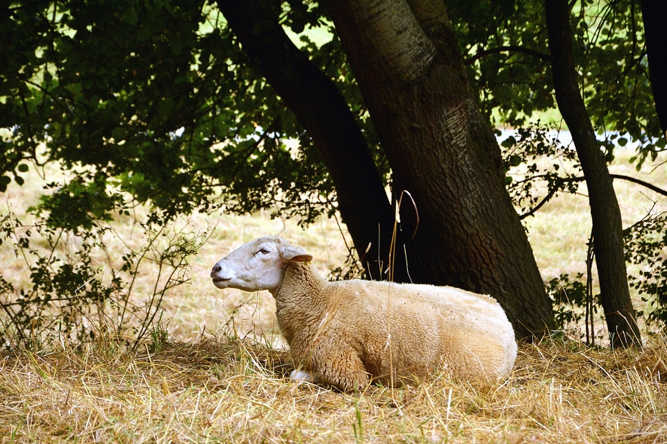 Animal fauna grazing