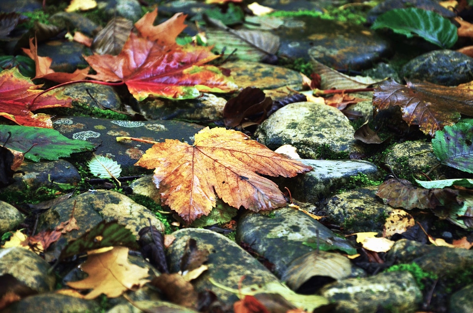 Autumn color colorful