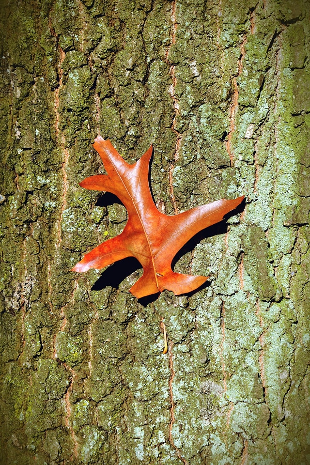 Bark leaf plant