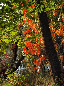 Autumn fall foliage colorful leaves