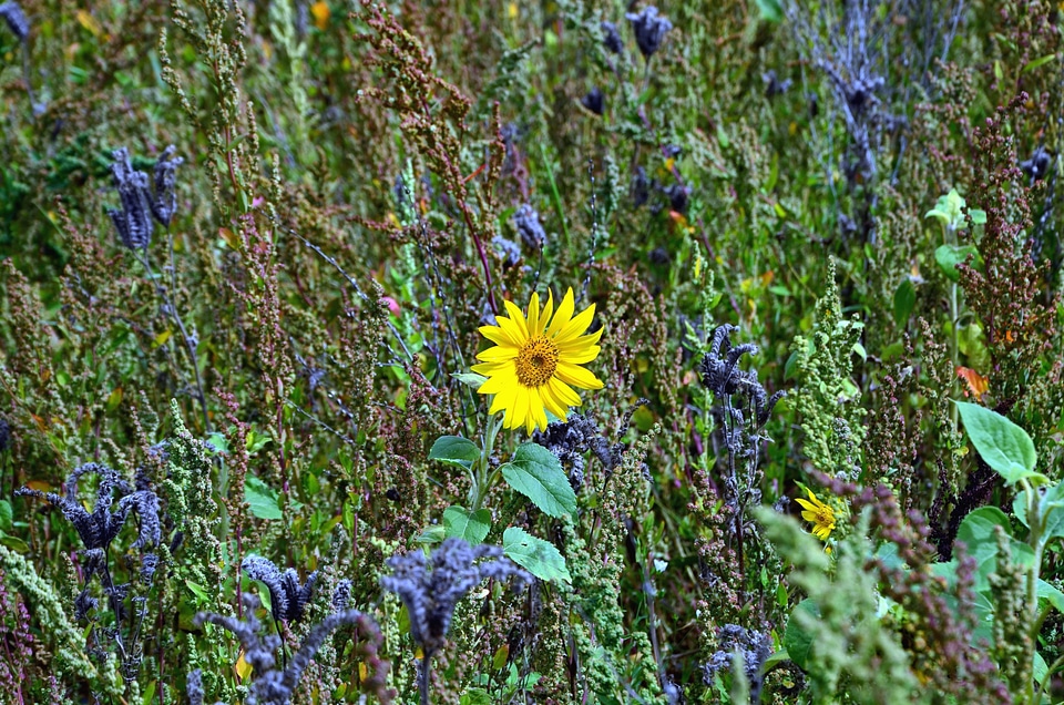 Flowering leaf meadow