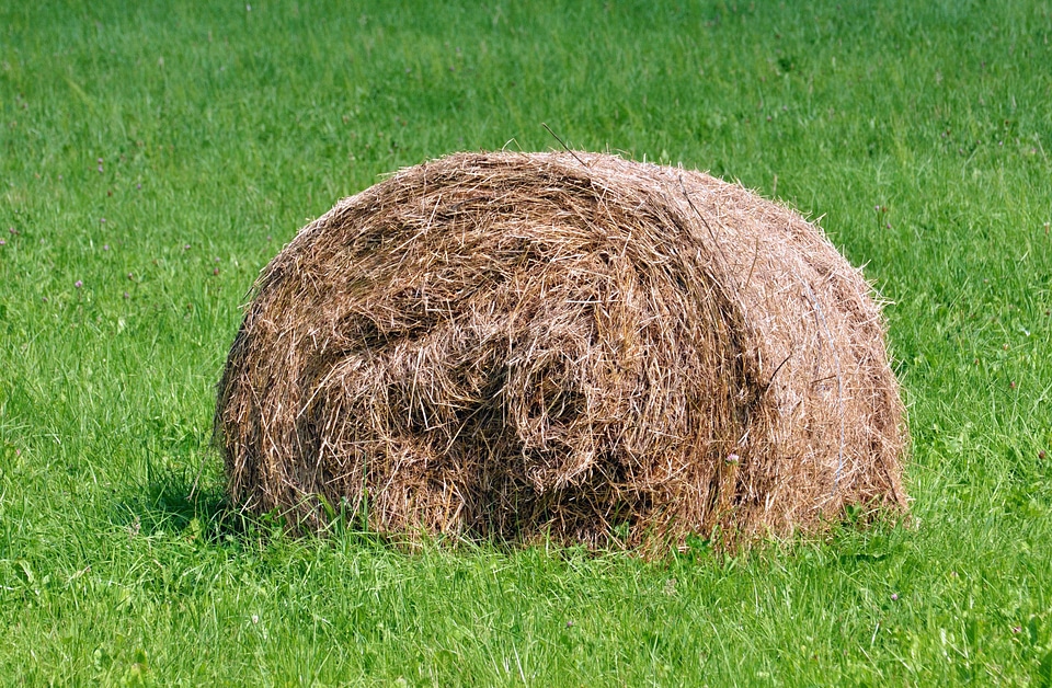 Grass hay meadow