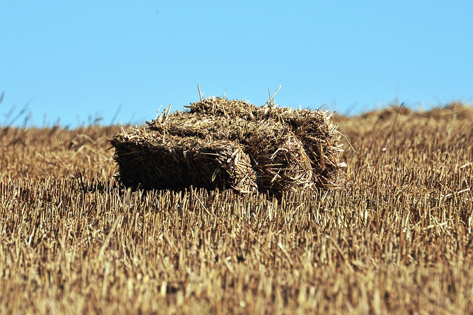 Field grain harvest