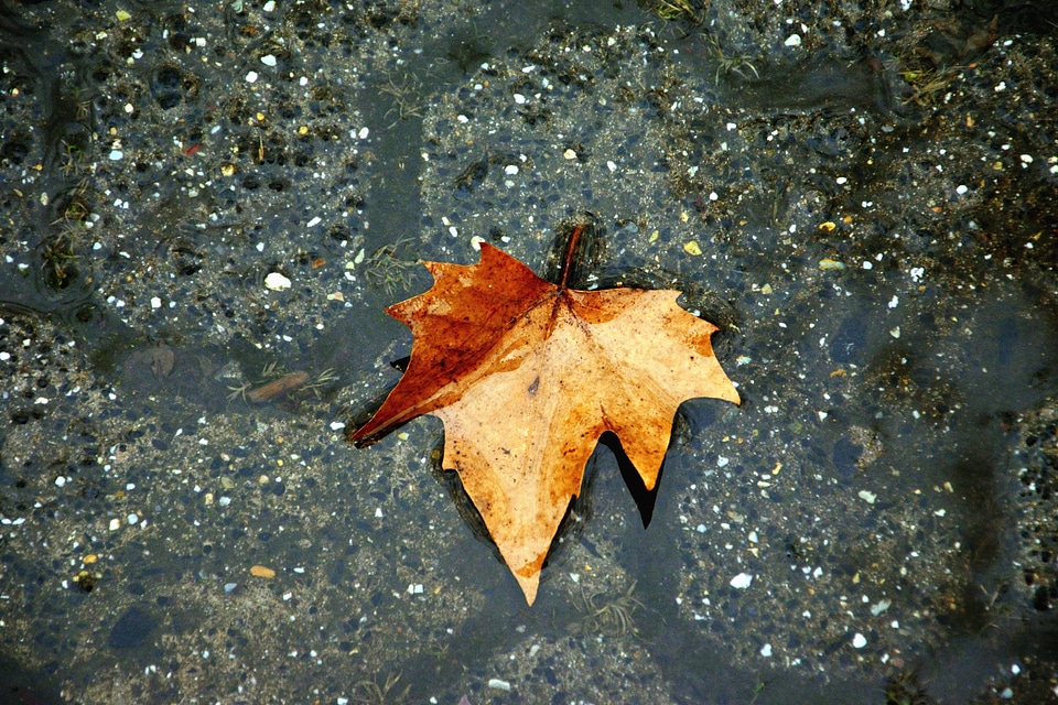 Autumn autumn season concrete