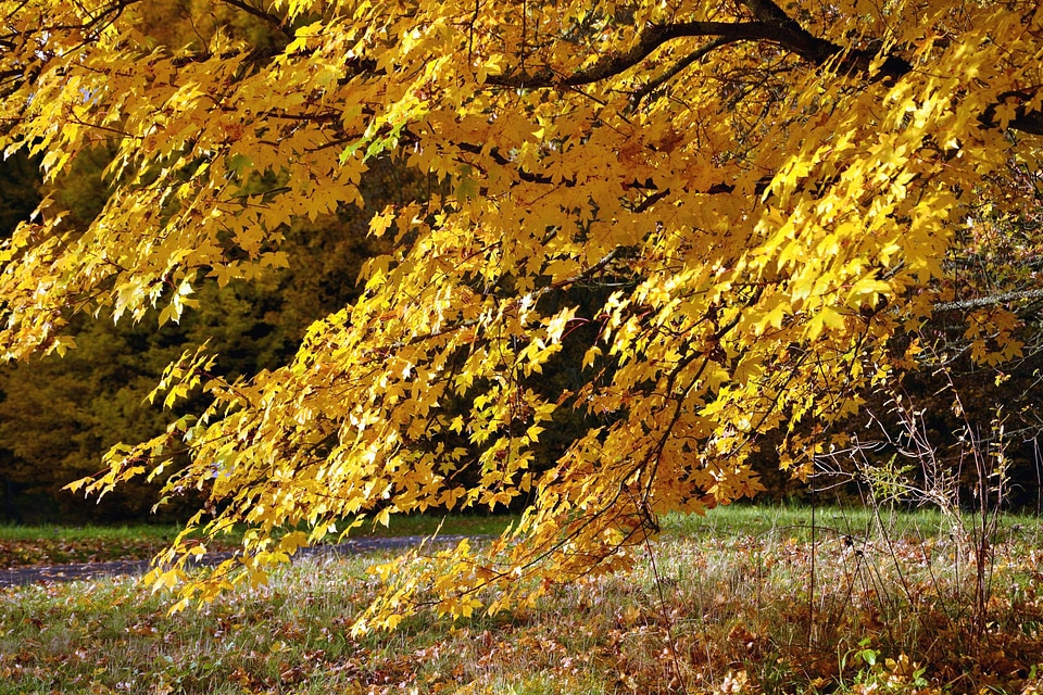 Autumn autumn season branch