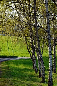 Birch forest grass photo