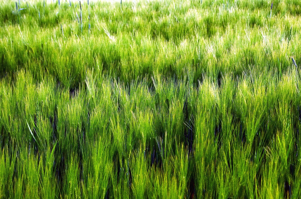 Crop farming field
