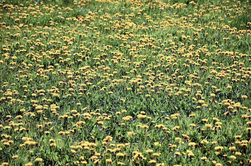 Blossom dandelion field