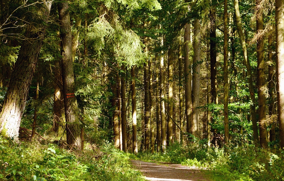 Forest forest path forest road photo