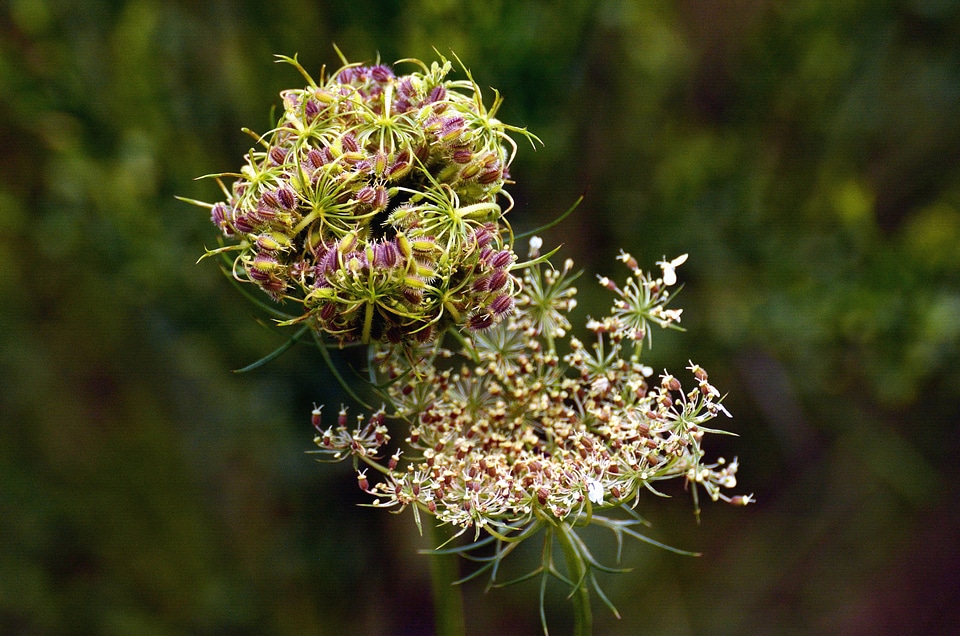 Bloom bush flower