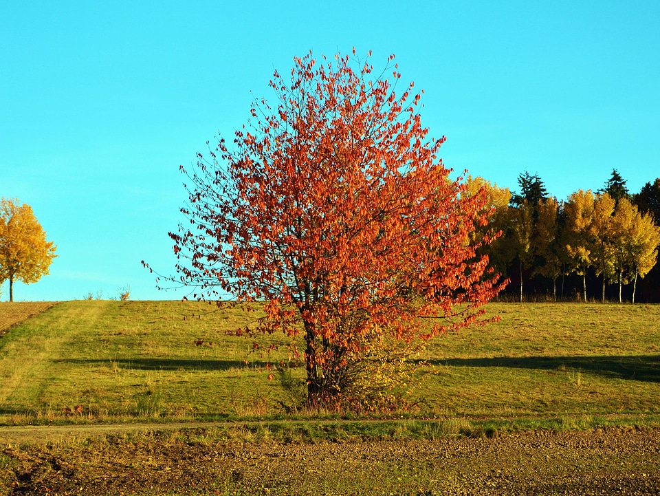 Autumn colors grass