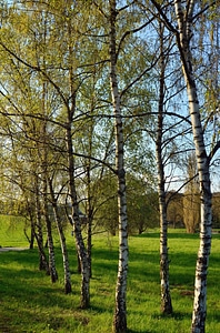 Birch forest grass