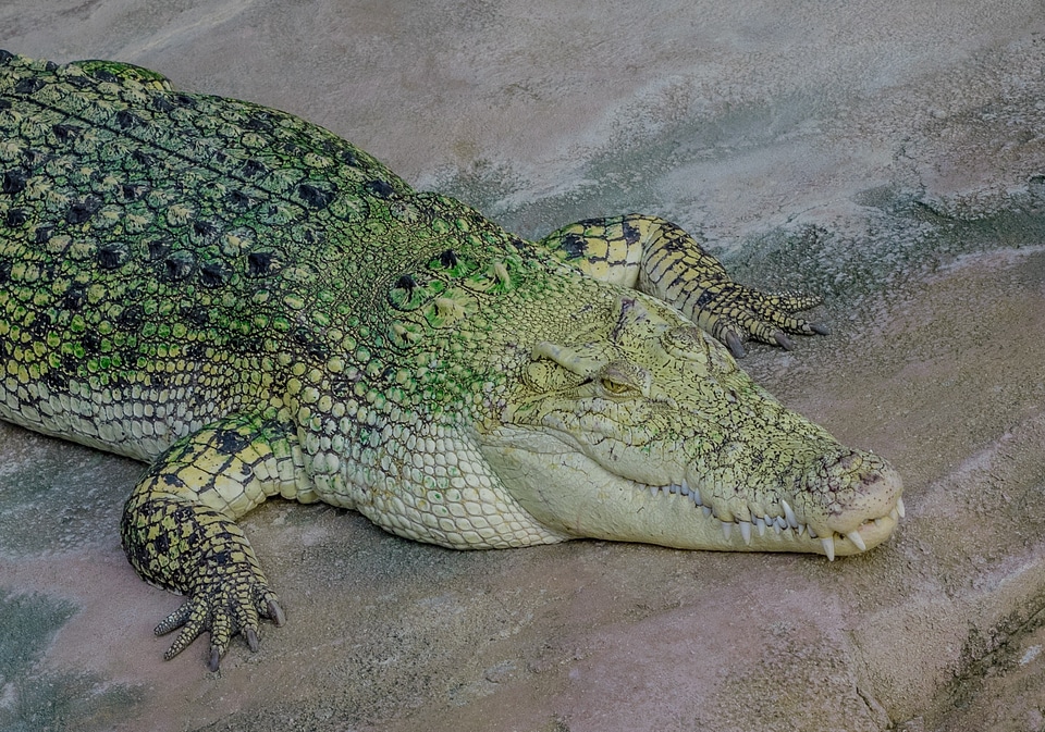 Dangerous predator animal