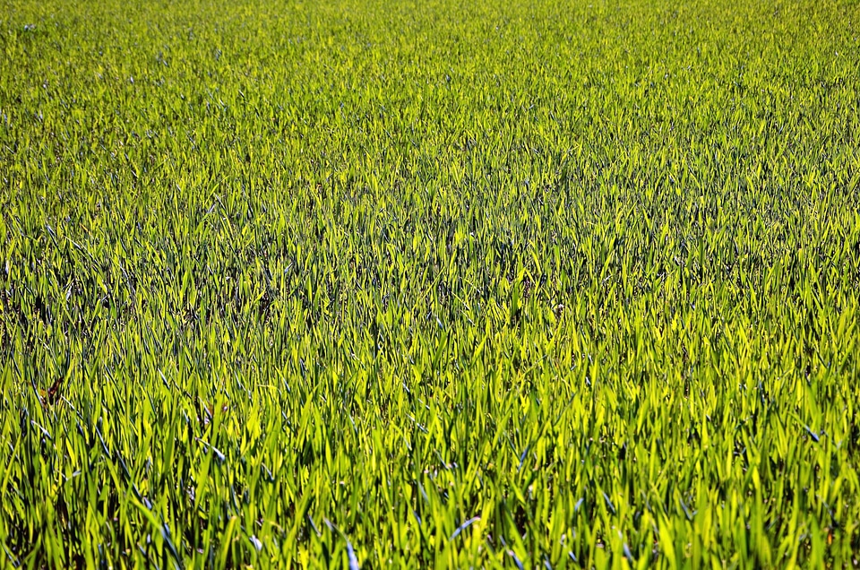 Agriculture field leaves