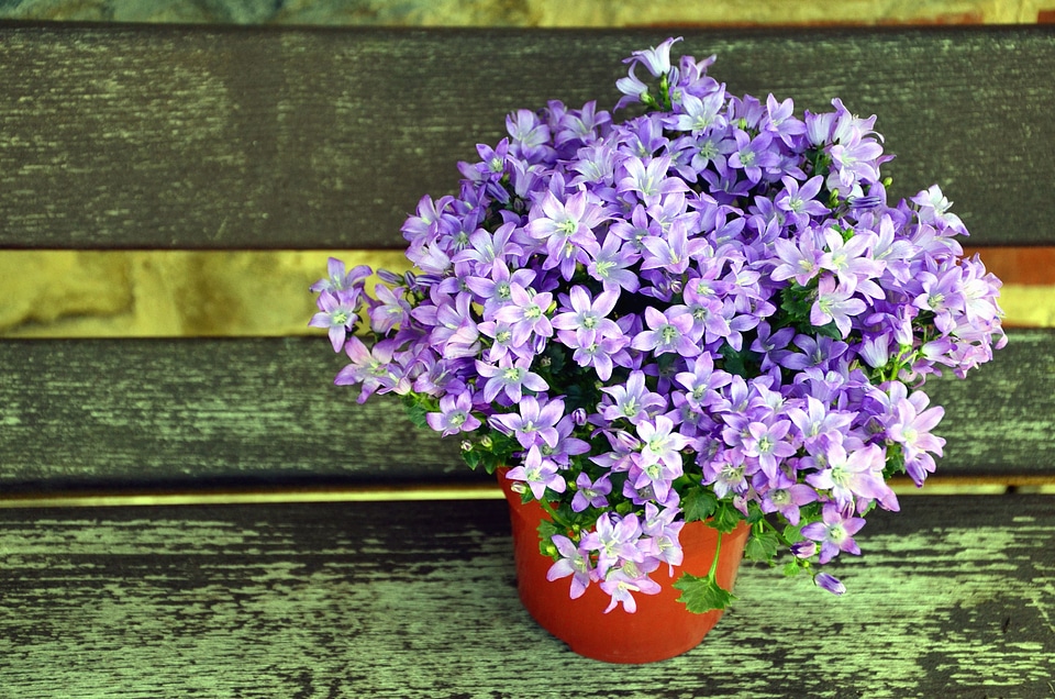 Bench flower flowering