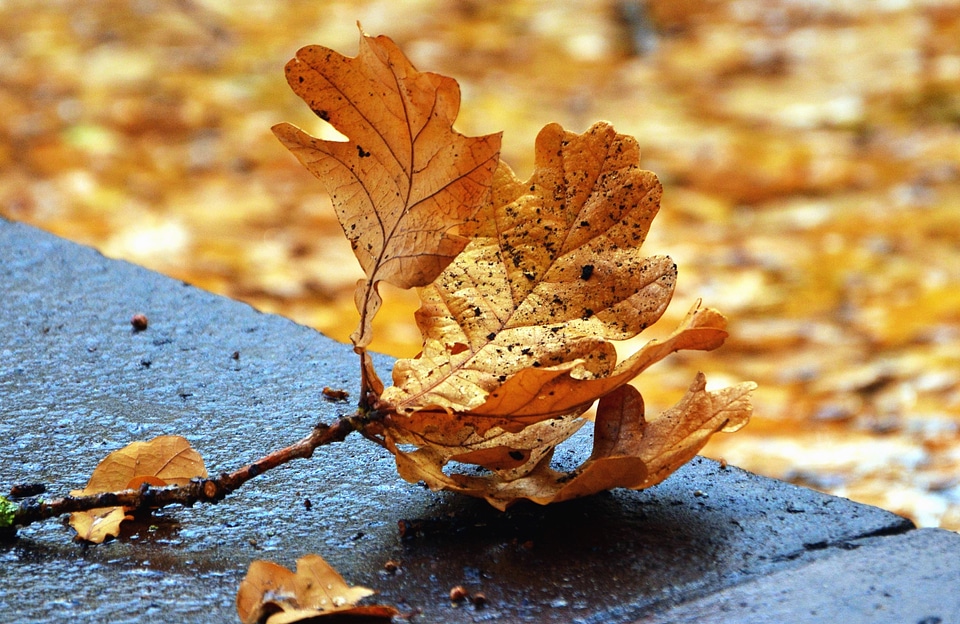 Autumn autumn season beautiful photo