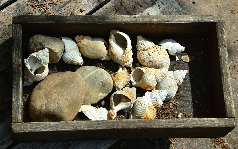 Box plank seashell