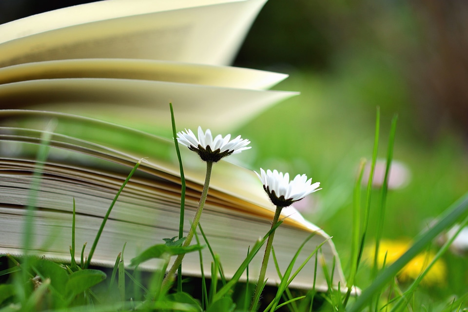 Beautiful Photo book daisy