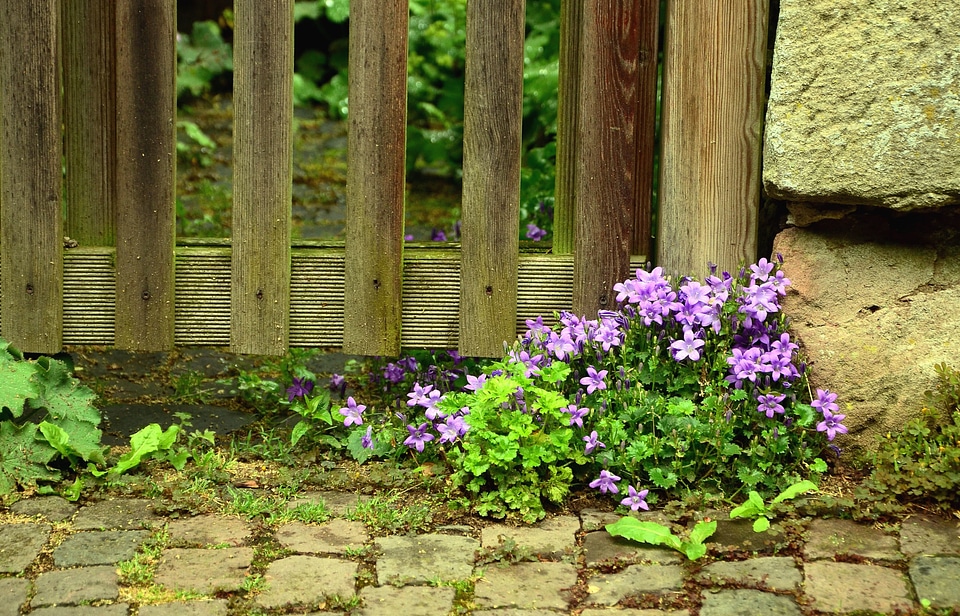Backyard fence flower