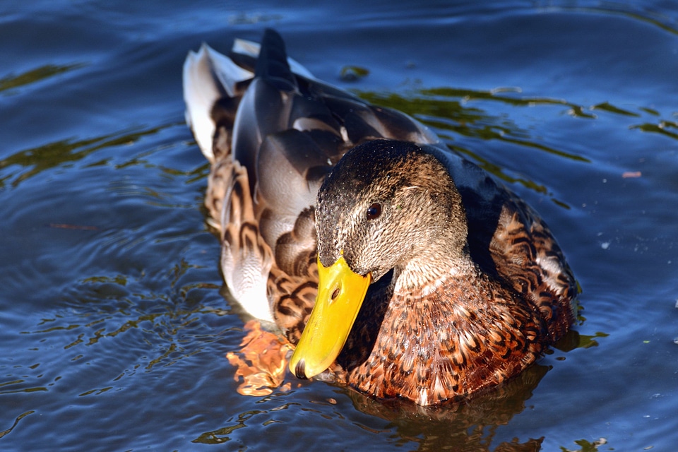 Aquatic Bird beak bird