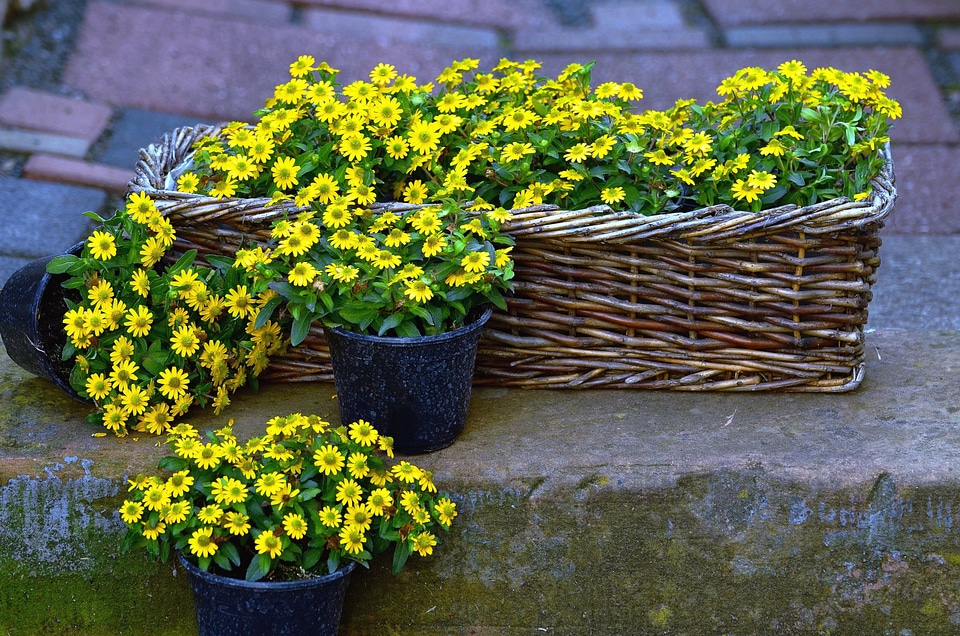 Backyard basket blossom
