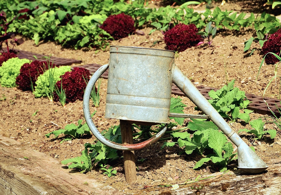 Agriculture backyard colorful