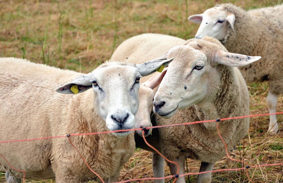 Animal grass sheep