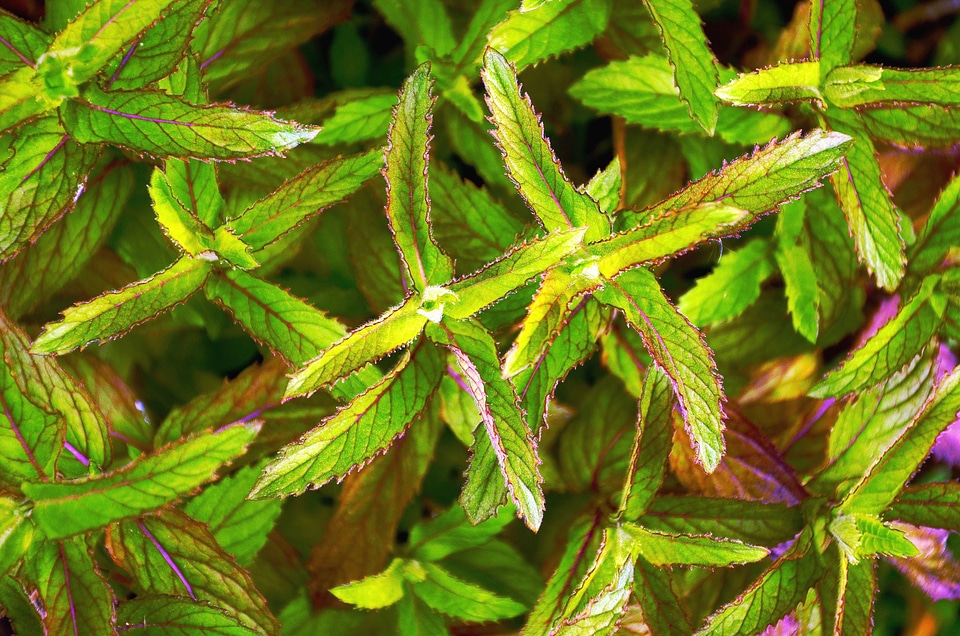 Colorful leaf plant