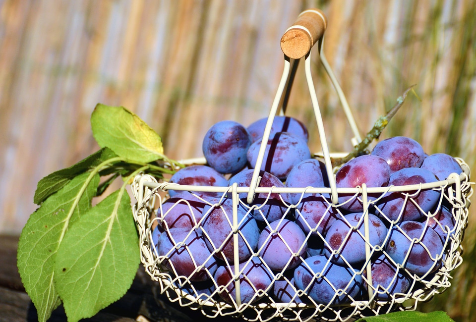Basket beautiful photo decoration