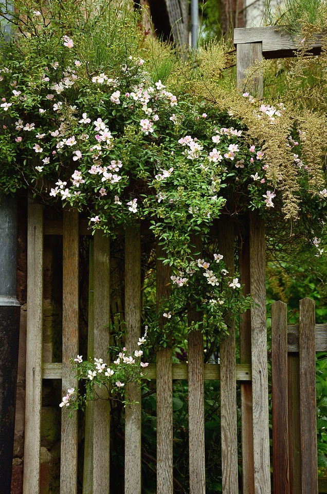 Fence flower flower garden