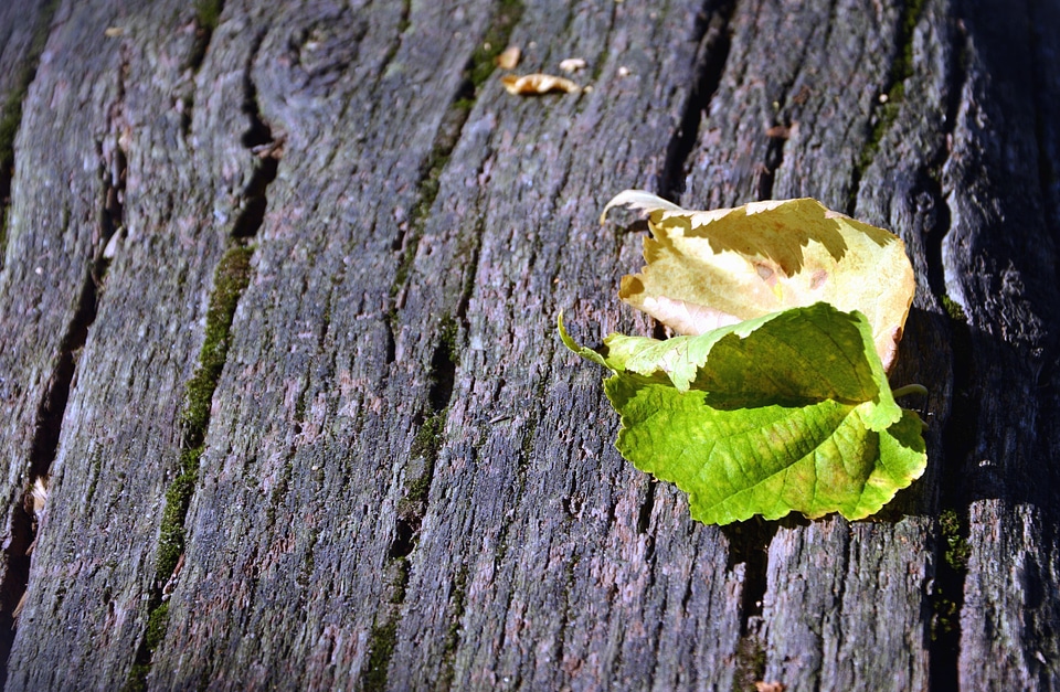 Leaf nature texture