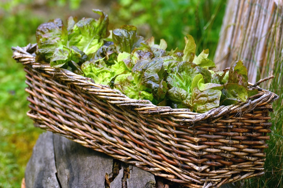 Basket leaf plant