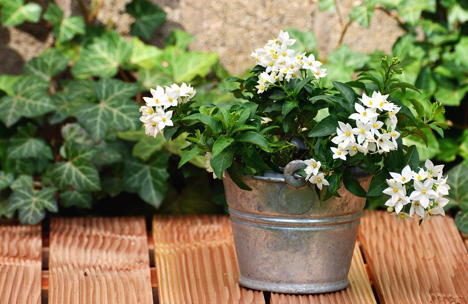 Bucket flower flowering