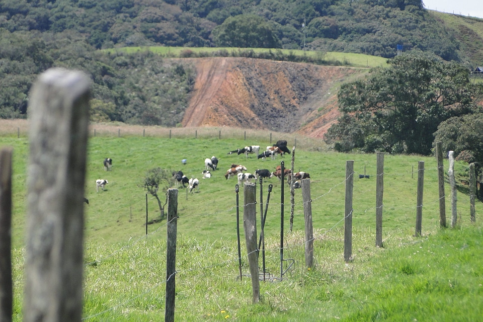 Animal animals calves