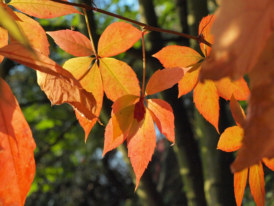 Autumn fall foliage colorful leaves