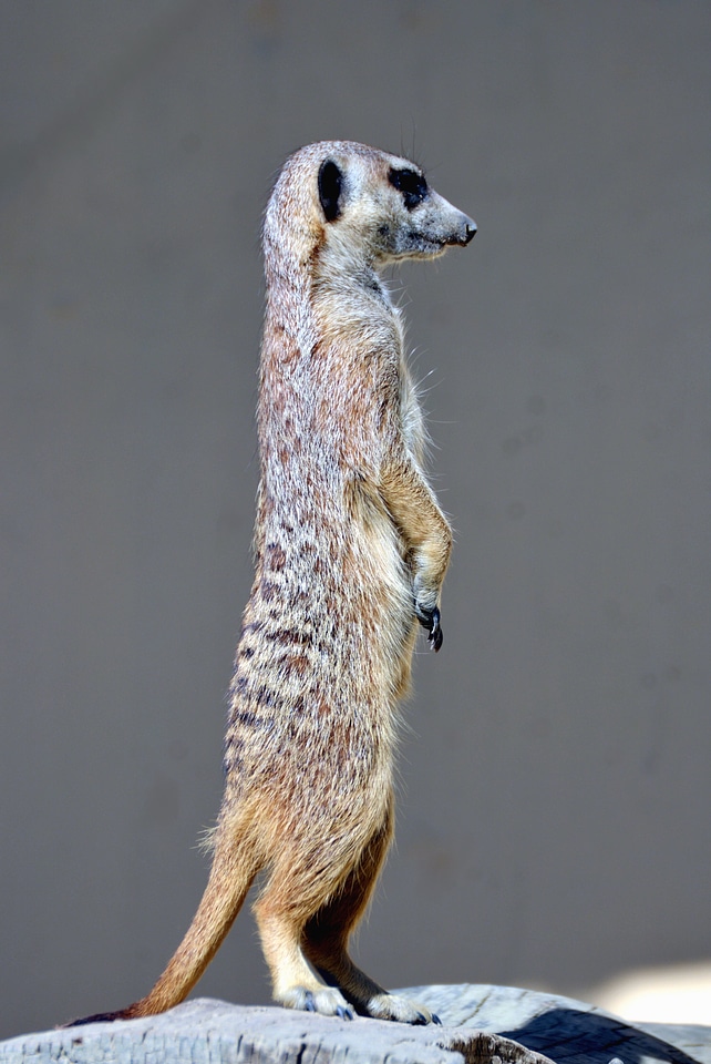 Animal fauna fur