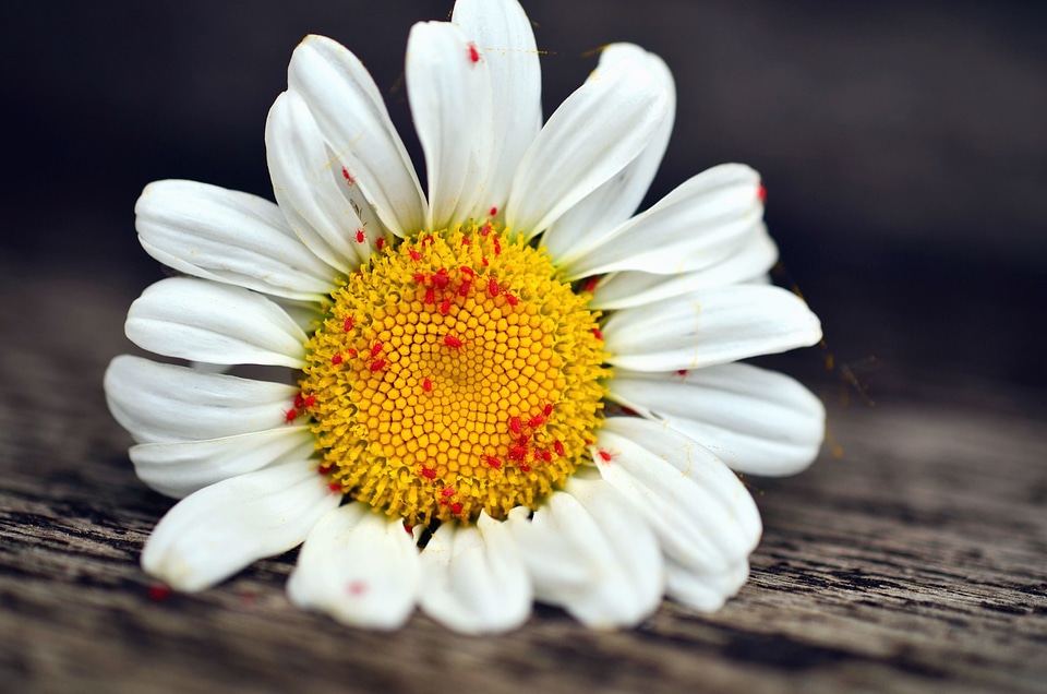 Beautiful Photo daisy flower